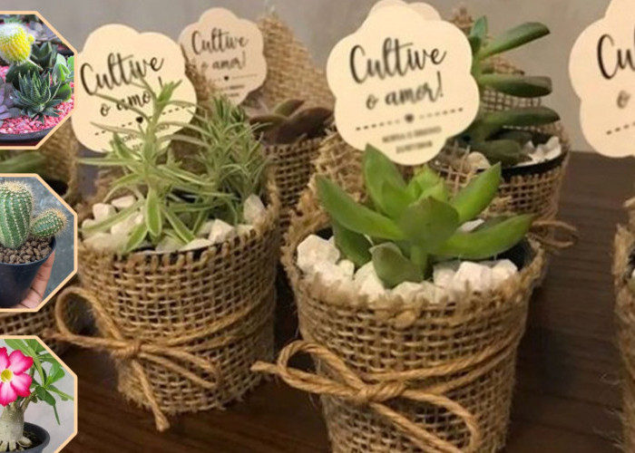 5 Tanaman Kaktus dan Sukulen Cantik untuk Ide Hampers Idul Fitri 2026 yang Unik dan Berkesan