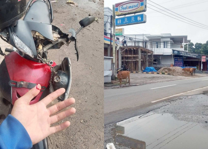 Warga Tanjung Batu Ogan Ilir Jadi Korban Sapi Berkeliaran di Jalan Raya, Alami Luka dan Bodi Motor Pecah