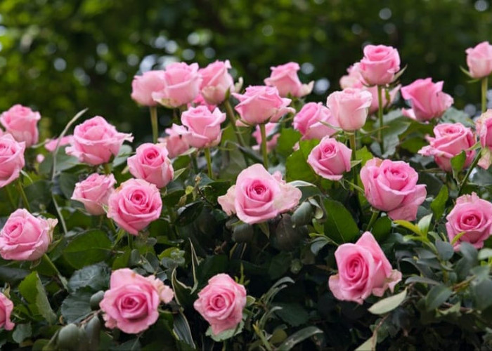 8 Manfaat Bunga Mawar Bagi Kesehatan dan Kecantikan Kulit yang Wajib Diketahui
