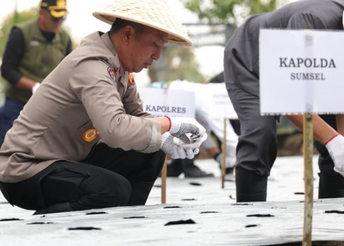 Pagar Alam Siap Jadi Sentra Bawang Putih, Kapolda Sumsel Pimpin Tanam Perdana 1,4 Ton Bibit