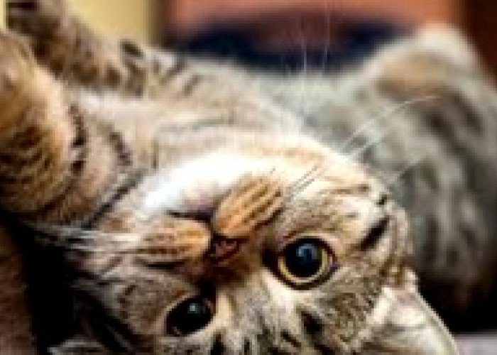 Inilah 5 Fakta Unik Kumis Kucing yang Jarang Diketahui, Nomor 3 Tak Disangka! 