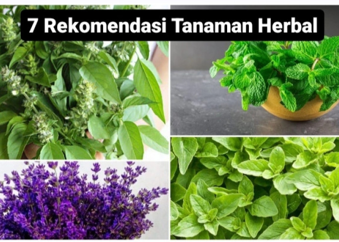 7 Rekomendasi Tanaman Herbal yang Dapat Tumbuh di Dalam Ruangan