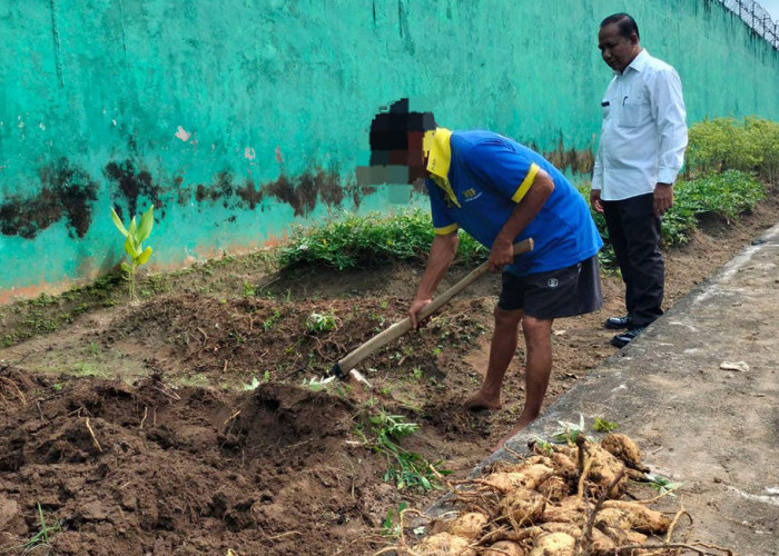 Lembaga Pemasyarakatan Narkotika Muara Beliti Sukses Panen Ubi Jalar, Dukung Ketahanan Pangan Nasional