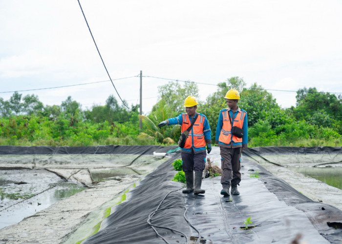 PLN Perkuat Infrastruktur Kelistrikan Sentra Udang OKI, Listrik Andal Jadi Motor Produktivitas dan Ekonomi