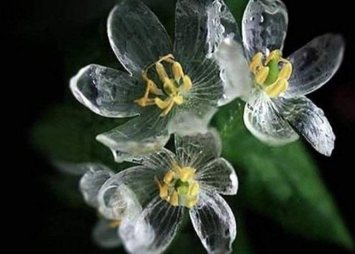 Fakta dan Keunikan Bunga Diphylleia Grayi, yang Dijuluki 'Bunga Kerangka' Transparan Ketika Terkena Air Hujan