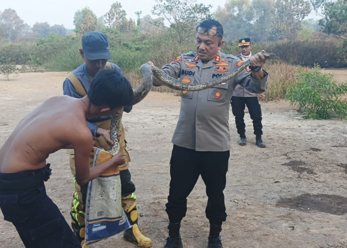 Lahan Kawasan Jakabaring Sport City Terbakar, Butuh 5 Jam Petugas Pemadam Gabungan Atasi 5 Titik Api