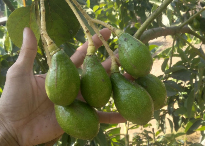 Cara Membuat Pohon Alpukat Berbuah Lebat dengan Perawatan Sederhana