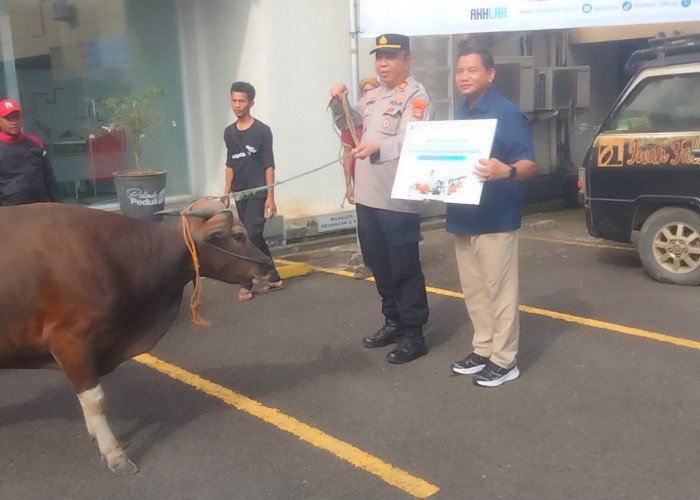 Salurkan 20 Hewan Kurban ke Warga Sekitar Pelabuhan Boombaru, PT Pelindo Pastikan Daging Tetap Sasaran