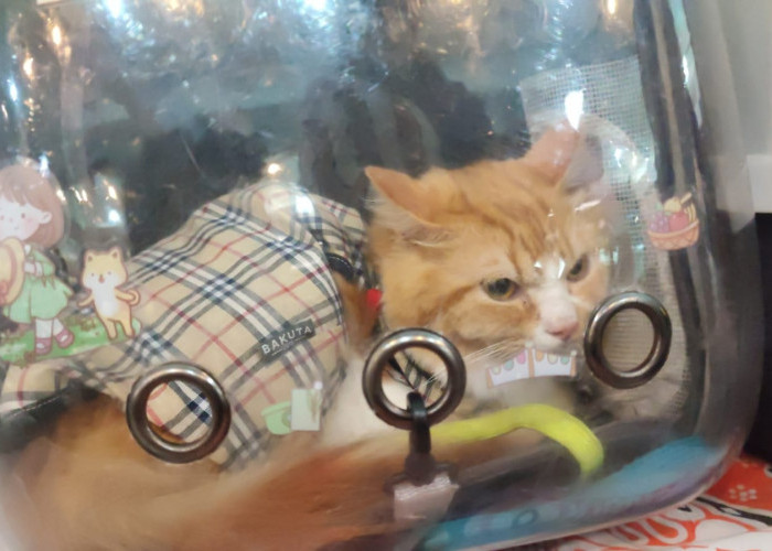 Versi Indonesian Cat Association, 5 Jenis Kucing yang Paling Banyak Diminati Masyarakat Palembang