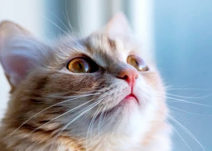 Mencukur Kumis Kucing Apakah Berbahaya? Simak Penjelasannya