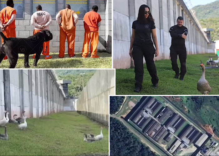 Penjara Brasil Pensiunkan Anjing dan Berdayakan Angsa Menjaga Penjara, Ternyata Ini Alasannya?    