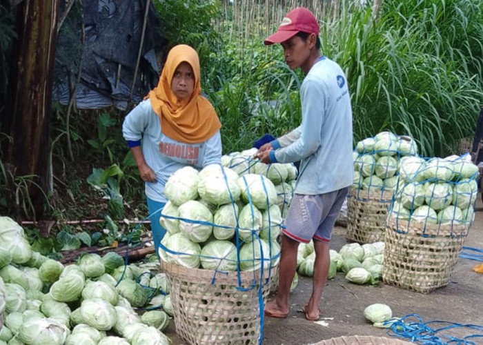 Relawan Prabowo Borong Sayur yang Tak Laku dari Petani untuk Kaum Dhuafa