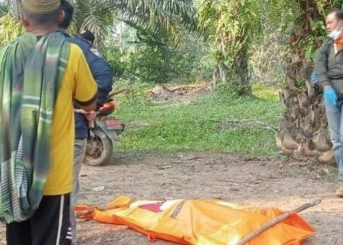 2 Pekan Tak Ada Kabar, Seorang Wanita di Batanghari Jambi Ditemukan Terkubur di Kebun Sawit, Suami Menghilang