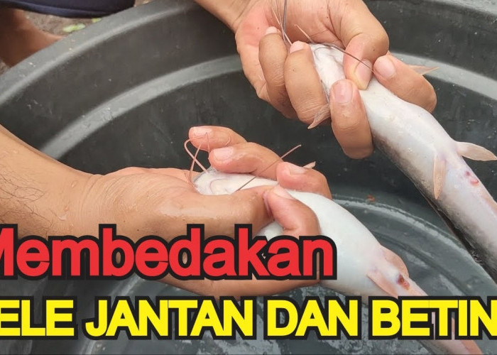 Cara Membedakan Induk Lele Jantan dan Betina, Tips Sukses Pembenihan