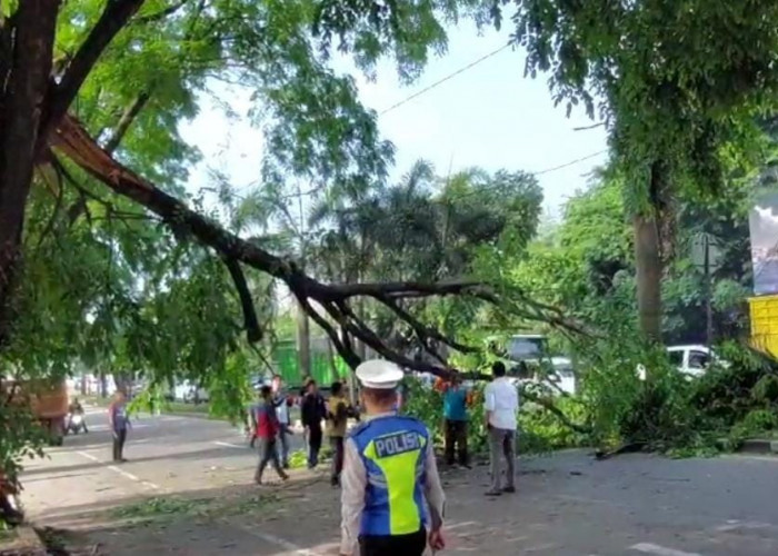  Pohon Tumbang di Jalan Soekarno-Hatta Sempat Sebabkan Macet Panjang