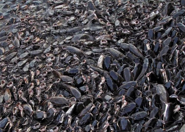 Cara Membuat Pakan Ikan Lele Organik dari Kotoran Ternak dan Ampas Tahu