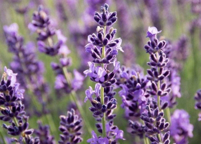 Cantik dan Indah!  8 Manfaat Lavender untuk kesehatan, Salah Satunya Dapat Mengatasi Jerawat