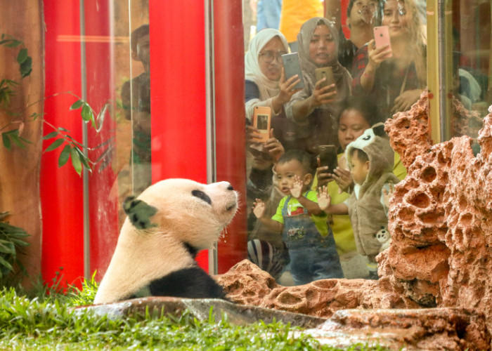 Safari Ngopi Bareng Media, Taman Safari Bogor Kenalkan Fakta Unik Giant Panda kepada Wartawan