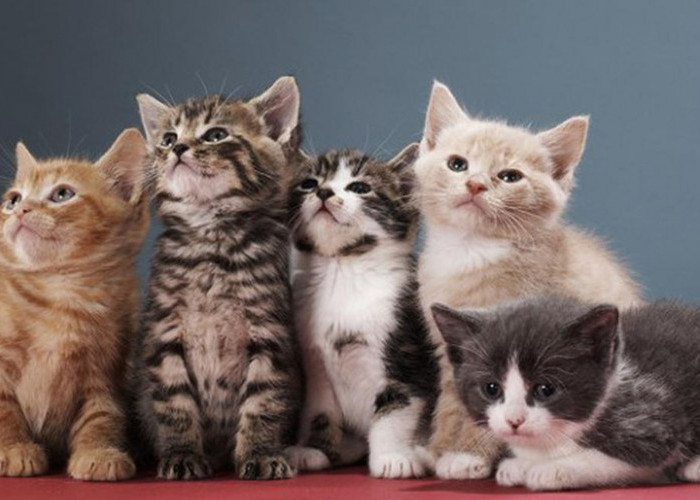 Tips Ampuh Jaga Bulu Kucing Sehat dan Berkilau: Tidak rontok dan Tetap Lebat!