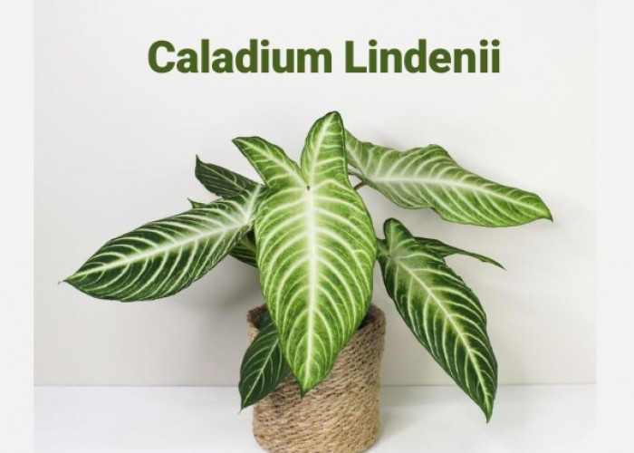 Tanaman Hias Minim Perawatan, Caladium Lindenii, Miliki Daun yang Cantik dan Indah