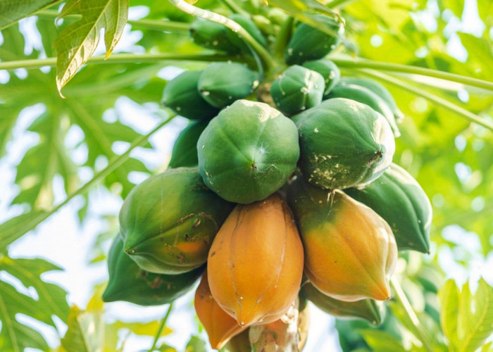 Cara Menanam Pepaya California, Tanaman Buah yang Tumbuh Optimal di Dataran Rendah
