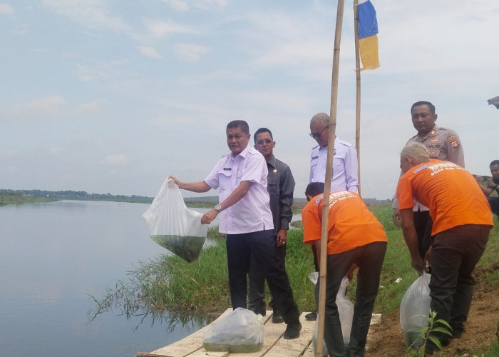 Pastikan Populasi Ikan Patin Sungai Terus Terjaga, Dinas Perikanan Ogan Ilir Tebar 1,5 Juta Bibit