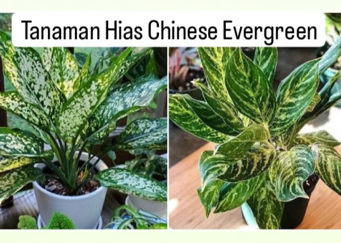 Mempercantik Ruangan Sekaligus Membersihkan Udara, Coba Tanam Chinese Evergreen 