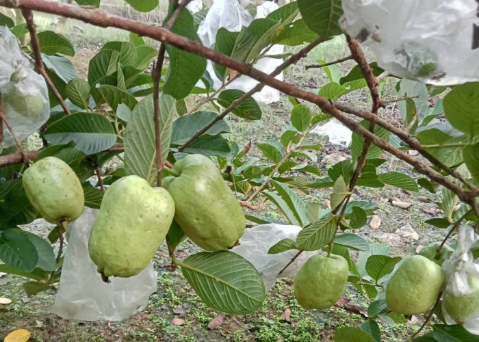 Begini Cara agar Pohon Jambu Kristal Berbuah Lebat dalam Waktu 3 Bulan