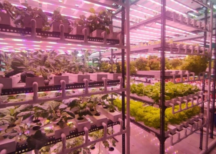 Grow Light LED Hemat Listrik Jadi Solusi Hidroponik Indoor, Ini Rekomendasi dan Tips Memilihnya