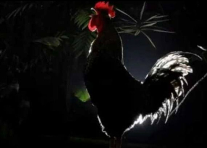 Benarkah Arti Primbon Ayam Berkokok Tengah Malam Tanda Musibah, Ternyata Ini Menurut Penjelasan Hadist 
