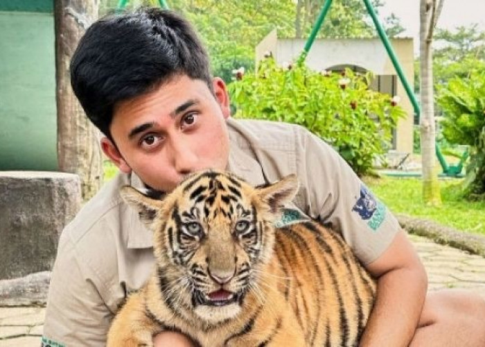 WWF Indonesia Buka Suara Soal Matinya Anak Harimau Peliharaan Alshad Ahmad 