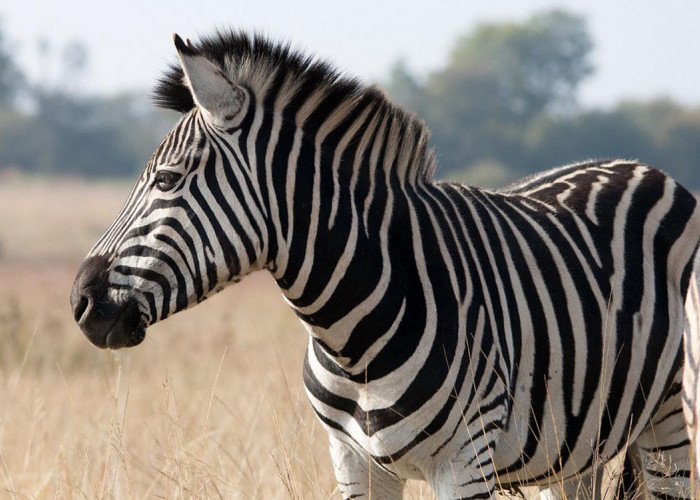 Satu Keluarga dengan Kuda, Zebra Tidak Pernah Jadi Tunggangan, Alasannya Bikin Terenyuh