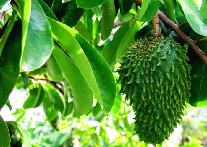 Cara Merebus Daun Sirsak Berikut 5 Manfaat Air Rebusan Daun Sirsak untuk Kesehatan 