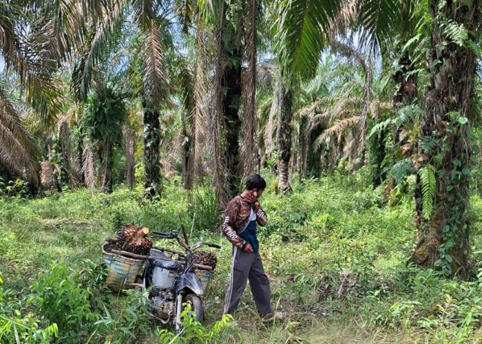 Harga Sawit Anjlok, Petani Sawit di OKI Mengeluh