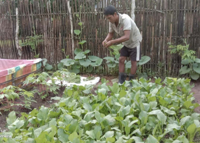 Hanya Tanam Kangkung dan Bayam Selama 15 Hari, Petani Rumahan di Ogan Ilir Bisa Raup Cuan Jutaan Rupiah