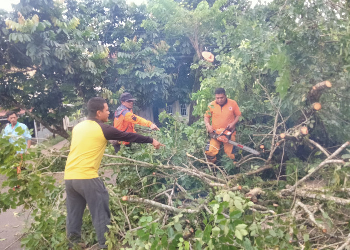 Membahayakan Pengguna Jalan, Potong Pohon Tua di Pinggir Jalintim Palembang-Betung