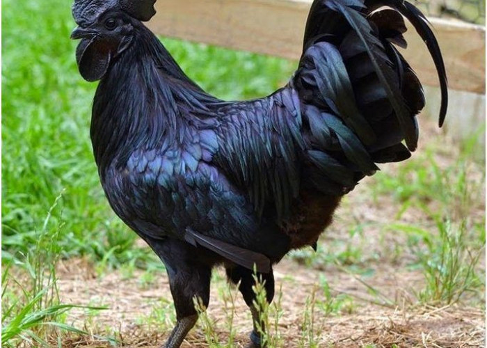 Simak! Mitos Ayam Cemani yang Termasuk Hewan Langka dan Sering Dikaitkan Hal Mistis