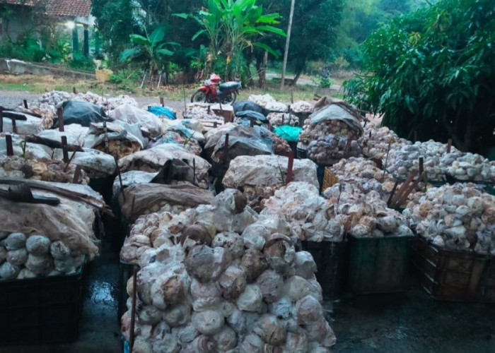 Produksi Karet Petani di OKI Menurun di Musim Kemarau, Harga Berangsur Naik