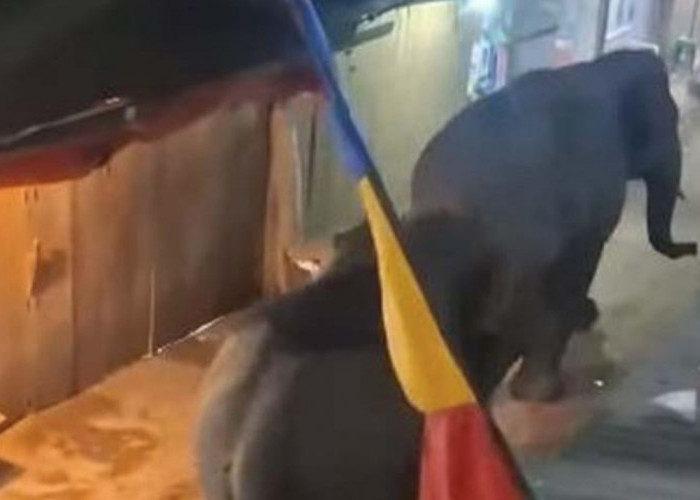 Woww! Hewan Liar Gajah Melintas di Pasar Jukung Air Sugihan OKI