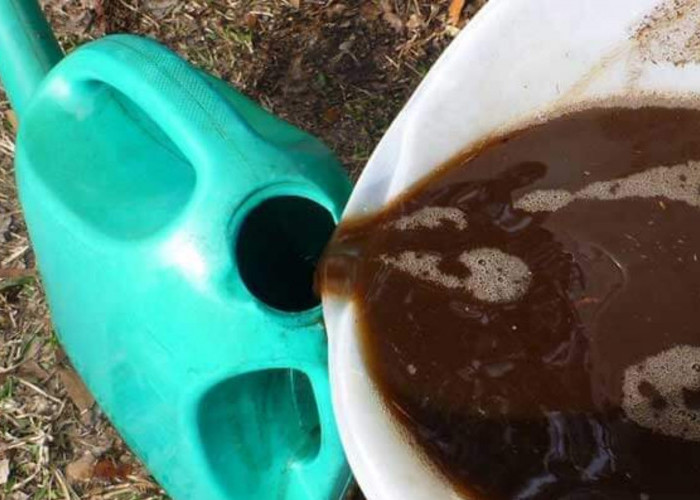 Cara Membuat Pupuk Organik Cair Sendiri untuk Membantu Melebatkan Buah Kelapa Sawit di Lahan Gambut
