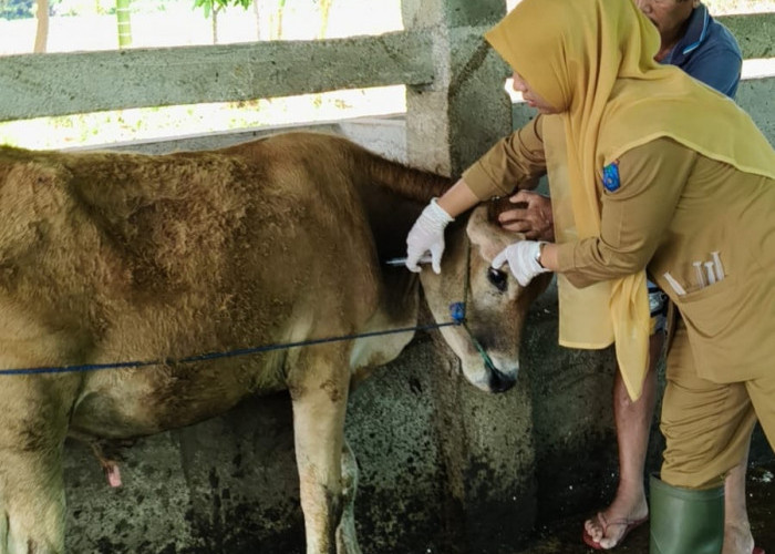 Disbunnak OKI Himbau Calon Pembeli Pilih Hewan Kurban Fisik Sehat