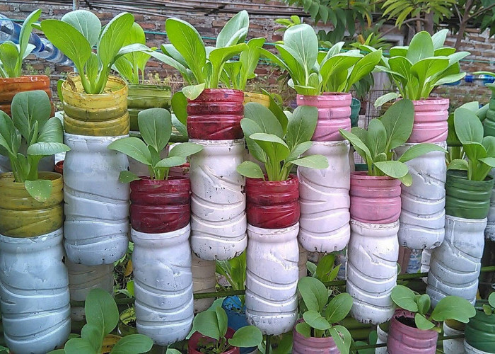 Taman Vertikal dari Botol Bekas, Solusi Cerdas Membuat Teras Rumah Hijau dan Segar