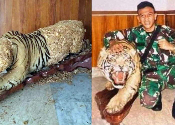 WADUH! Oknum Anggota TNI Nekat Curi Kulit Harimau Komandan, Bikin Warganet Geleng-Geleng Kepala