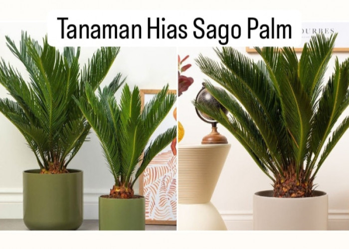 Tanaman Hias Sago Palm, Sudah Tahan Lama, Perawatannya Juga Mudah Dilakukan! 