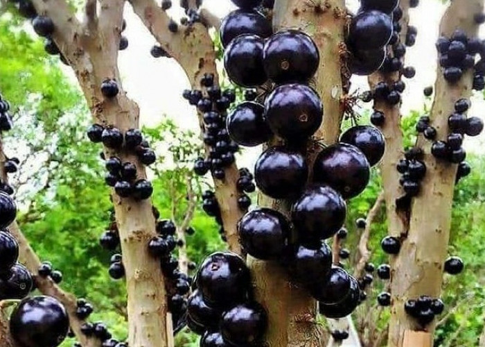 Tumbuhan Unik dan Langka! Begini Cara Budidaya Anggur Brazil Agar Berbuah Lebat