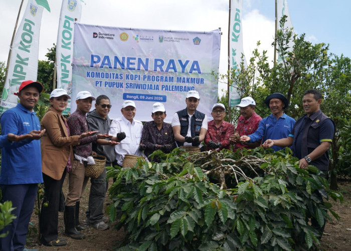 Panen Raya Kopi Arabika Kintamani Bali, Pusri dan Kementerian Pertanian Perkuat Daya Saing ke Pasar Global