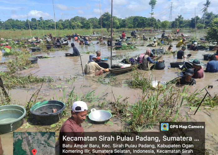 Warga Berburu Emas di Rawa Desa Batu Ampar SP Padang OKI Bertambah Ramai