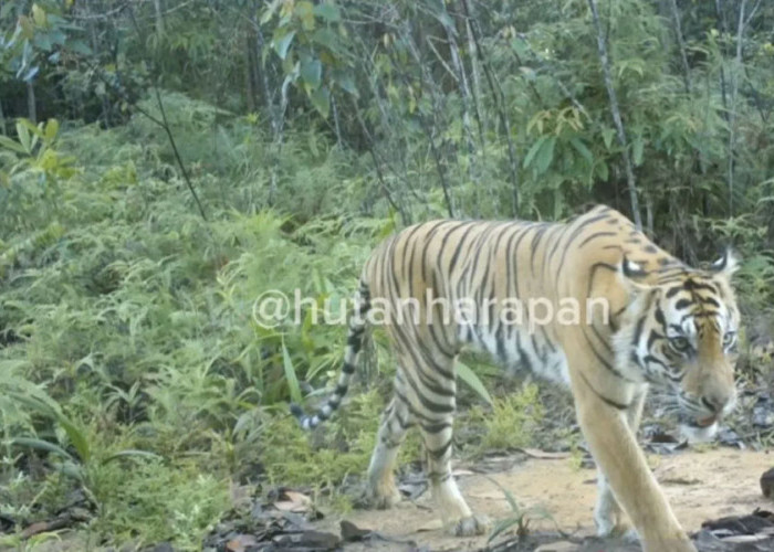 Harimau Sumatra Terekam Kamera Jebak, ini Penampakannya