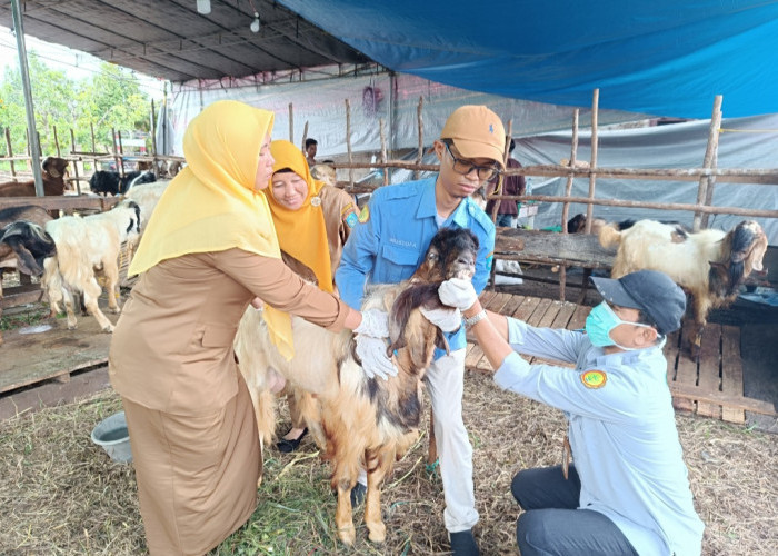 Hewan Kurban Pedagang di Kayuagung Diperiksa Kesehatan oleh Disbunnak, Pilih Hewan Sehat secara Fisik