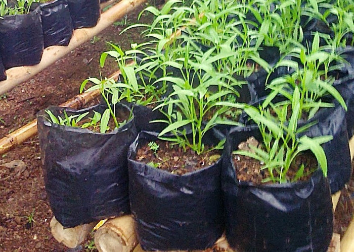 Tanam 5 Sayuran Ini Dipekarangan, Penen Cepat Perawatan Mudah
